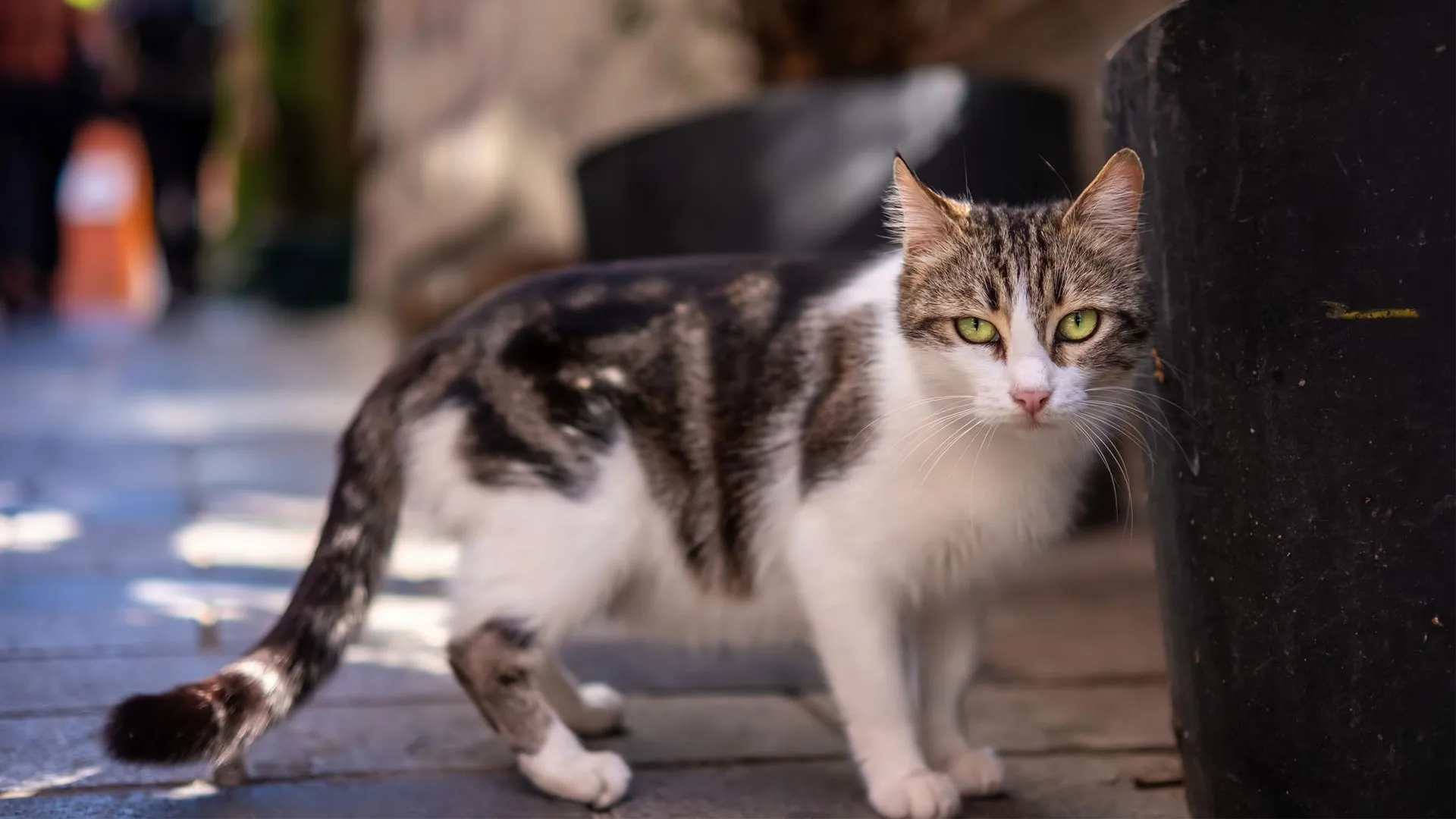 Whisker Foundation - Cat Roaming outside - Why do cats go missing?