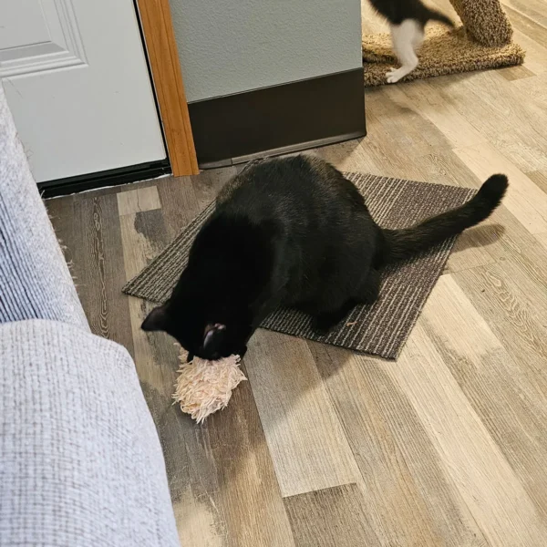 Adoptable black cat Chewy in Arlington WA with bright eyes and sleek coat Title: Chewy adoptable black cat Arlington Washington