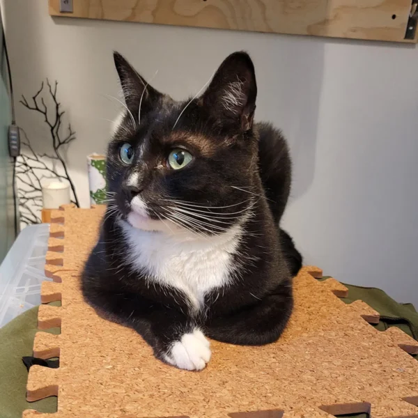 Bonded Cats Jasper and Tourmaline Looking for a Home Bonded pair Jasper and Tourmaline relaxing together in a calm home environment