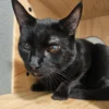 Chewy the black cat available for adoption in Arlington Washington looking at the camera