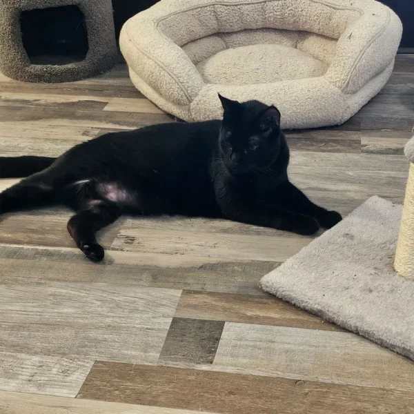 Friendly black cat named Chewy in Arlington WA waiting for a loving home