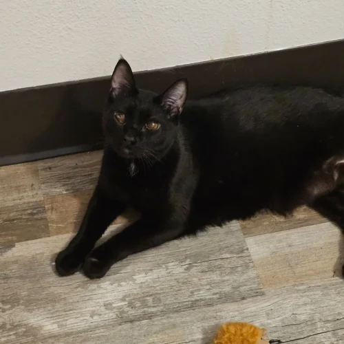 Chewy black domestic shorthair cat in Arlington Washington sitting indoors
