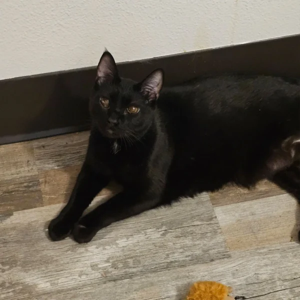 Chewy black domestic shorthair cat in Arlington Washington sitting indoors