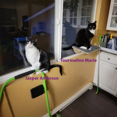 Jasper Ambrose and Tourmaline Marie, a bonded pair of adult cats sitting together