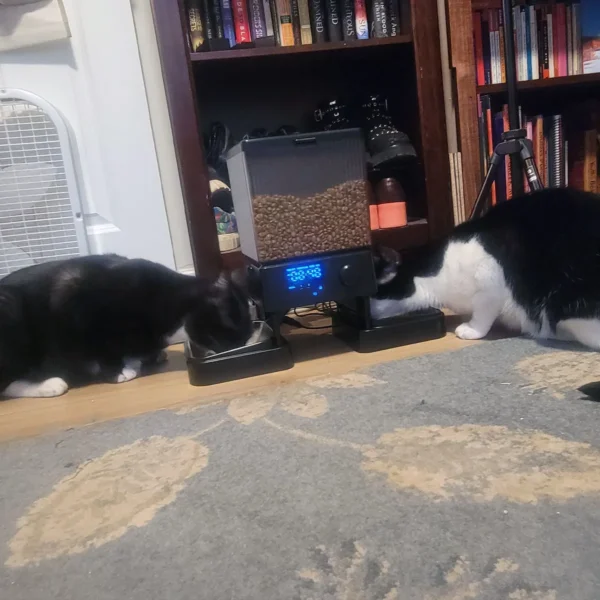 jasper-tourmaline-bonded-cats-seeking-forever-home-snohomish-county Jasper Ambrose and Tourmaline Marie — Bonded Pair Tuxedo Cats for Adoption in Mountlake Terrace, WA