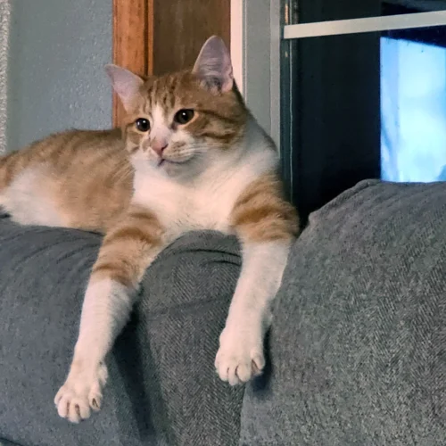 Close-up of Nacho, an affectionate orange and white male cat in Arlington Washington