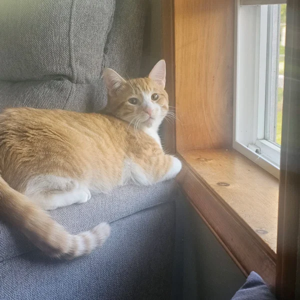 Nacho Cat Profile Arlington Washington Orange and white male cat named Nacho looking for a home in Arlington WA