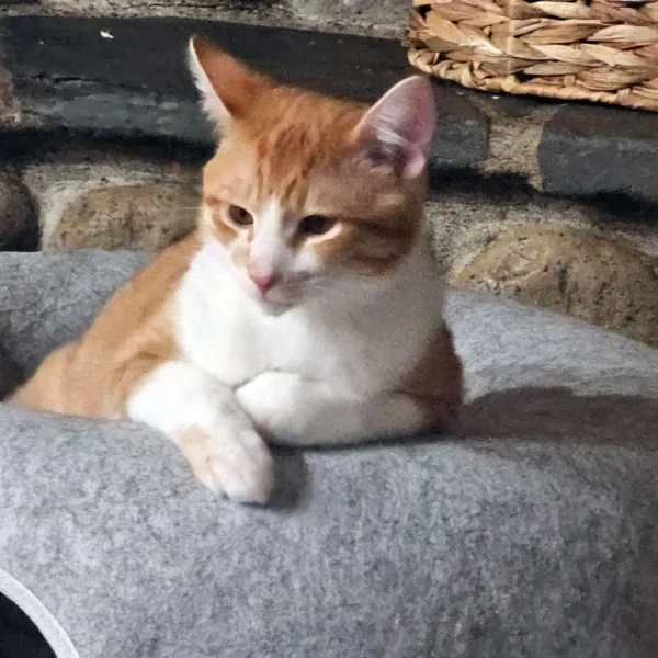 Nacho Orange and White Male Cat in Arlington WA Nacho, a friendly orange and white male cat available for adoption in Arlington, Washington