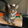 Rocket confident and curious gray tabby kitten Rocket fearless gray tabby kitten exploring and climbing with confidenc