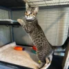 Rocket gray tabby kitten for adoption in Everett WA Rocket, playful 4-month-old gray tabby kitten in Everett WA looking curious