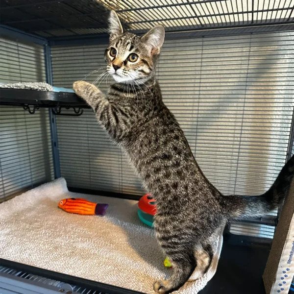 Rocket gray tabby kitten for adoption in Everett WA Rocket, playful 4-month-old gray tabby kitten in Everett WA looking curious