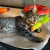 Rocket loving gray tabby kitten ready for adoption Rocket affectionate gray tabby kitten cuddling and enjoying snuggle time