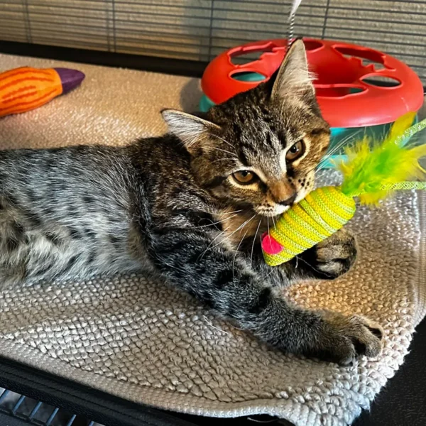 Rocket loving gray tabby kitten ready for adoption Rocket affectionate gray tabby kitten cuddling and enjoying snuggle time