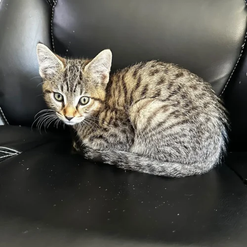 Whisker Foundation Kona Male Kitten