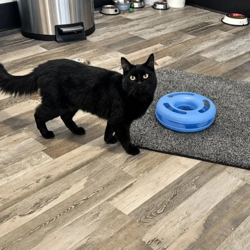 Whisker Foundation - Adult Female Black Cat named Bean