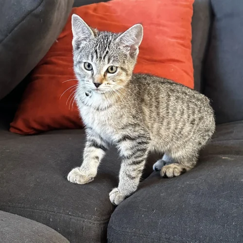 Whisker Foundation Cappuccino male Kitten