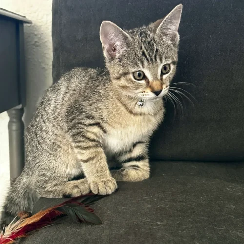 Espresso — Male Brown Tabby Kitten for Adoption in Everett, WA
