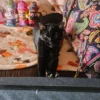 Whisker Foundation, Black, Female Cat lounging on Orange Couch