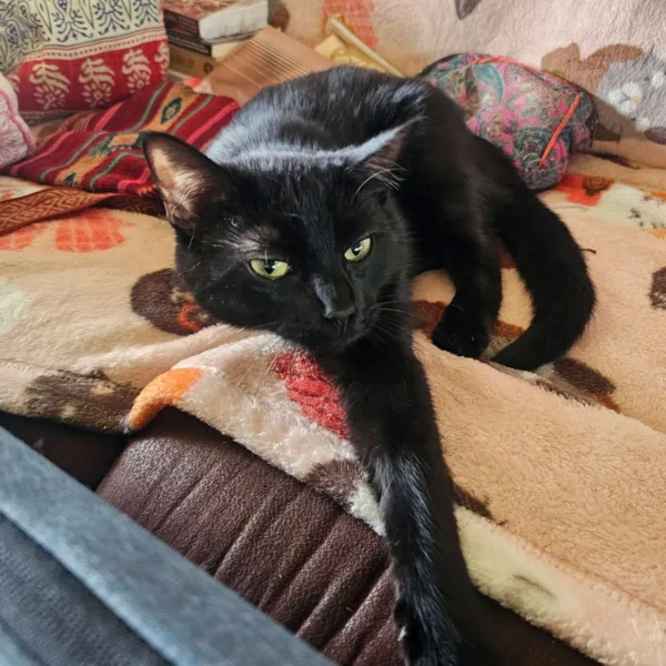 Whisker Foundation, Black, Female Cat lounging on couch