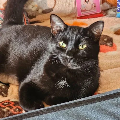 Whisker Foundation, close-up of Black, Female Cat lounging on Orange Couch