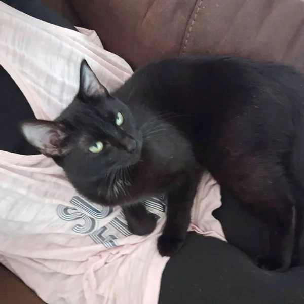 Whisker Foundation, Black, Female Cat lounging on person