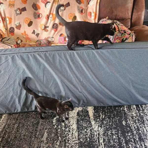 Whisker Foundation, Cherry Blossom and Iris walking along couch