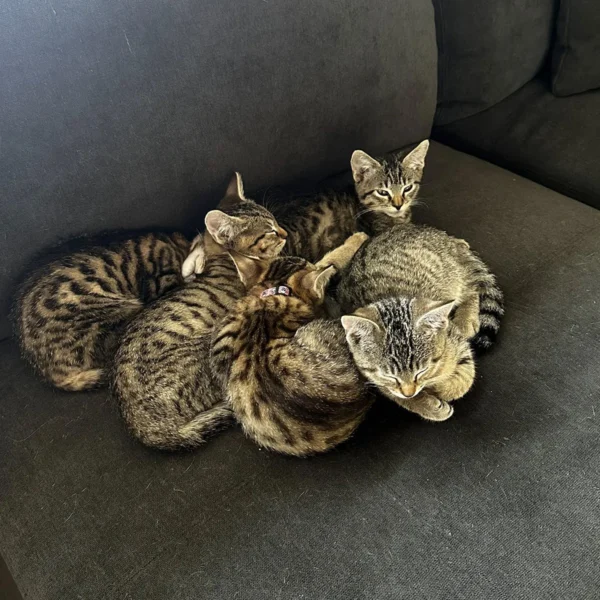 Whisker Foundation Hazel's baby kittens