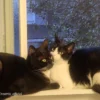 Jasper Ambrose and Tourmaline Marie bonded cat pair available for adoption -14