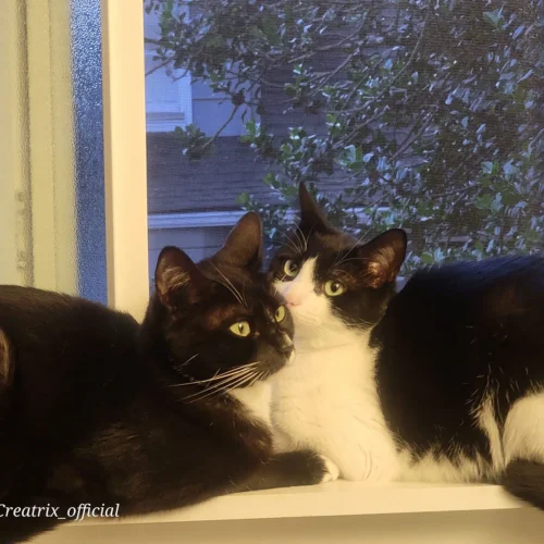Jasper Ambrose and Tourmaline Marie bonded cat pair available for adoption -14