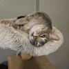Whisker Foundation Milo relaxing on Cat Tree