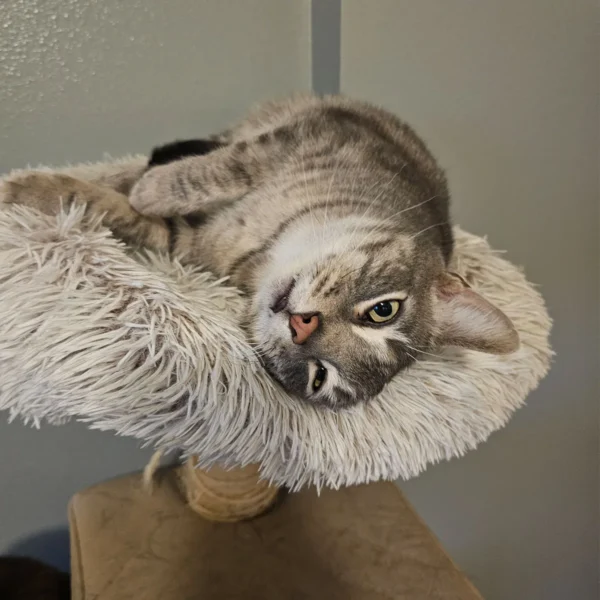Whisker Foundation Milo relaxing on Cat Tree