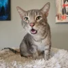 Whisker Foundation Milo with attitude