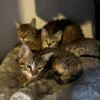 Whisker Foundation - Momma Hazel Cat and her kittens