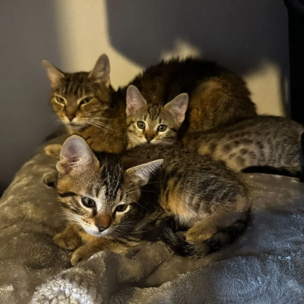 Whisker Foundation - Momma Hazel Cat and her kittens