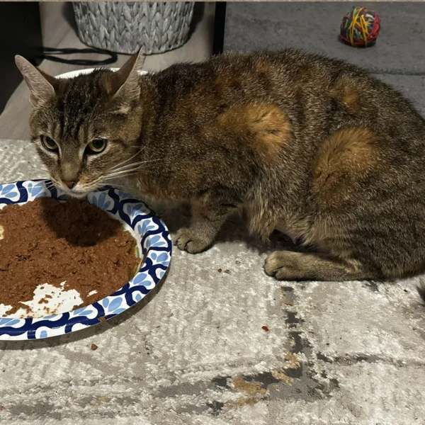 Whisker Foundation - Momma Cat Hazel Eating Dinner