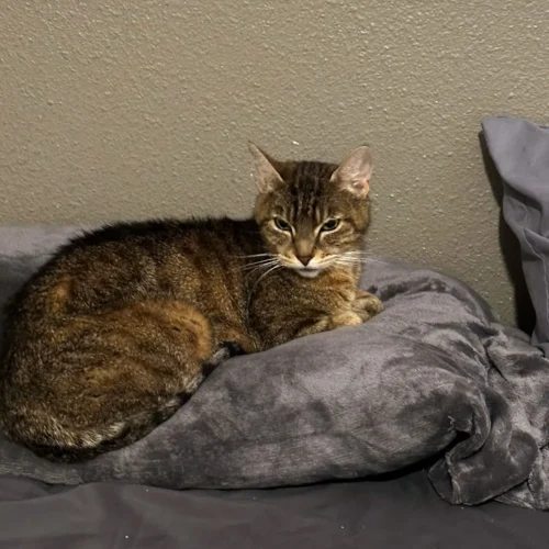 Whisker Foundation - Momma Hazel Cat Laying on Bed