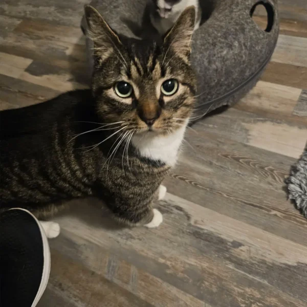 Whisker Foundation Raphael looking up at owner
