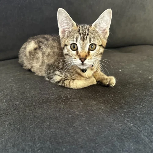 Whisker Foundation Latte Female Kitten