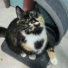 Whisker Foundation - Autumn Calico Female Kitten 2