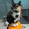 Whisker Foundation - Autumn Calico Female Kitten
