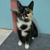 Whisker Foundation - Autumn Calico Female Kitten 3