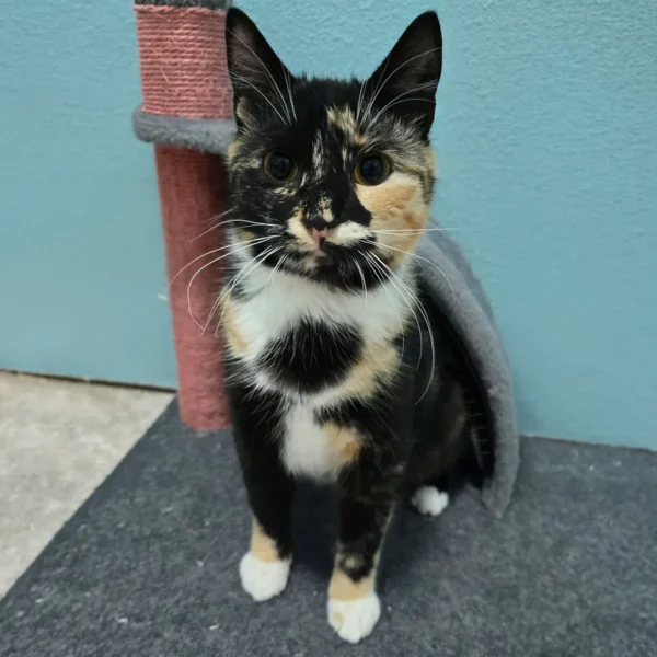 Whisker Foundation - Autumn Calico Female Kitten 3