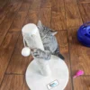 Whisker Foundation Gray Tabby Female Daisy 1