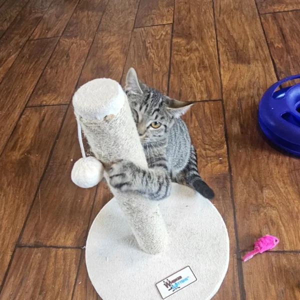 Whisker Foundation Gray Tabby Female Daisy 1
