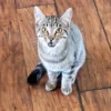 Whisker Foundation Gray Tabby Female Daisy 2