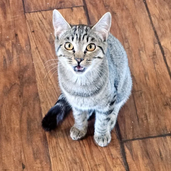 Whisker Foundation Gray Tabby Female Daisy 2