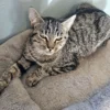 Whisker Foundation Gray Tabby Female Daisy 3
