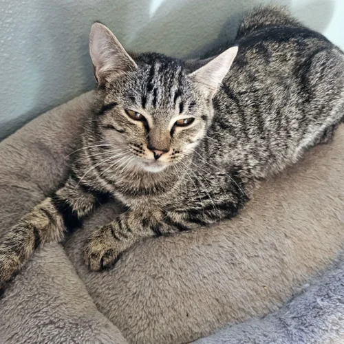 Whisker Foundation Gray Tabby Female Daisy 3