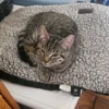Whisker Foundation Gray Tabby Female Daisy 4
