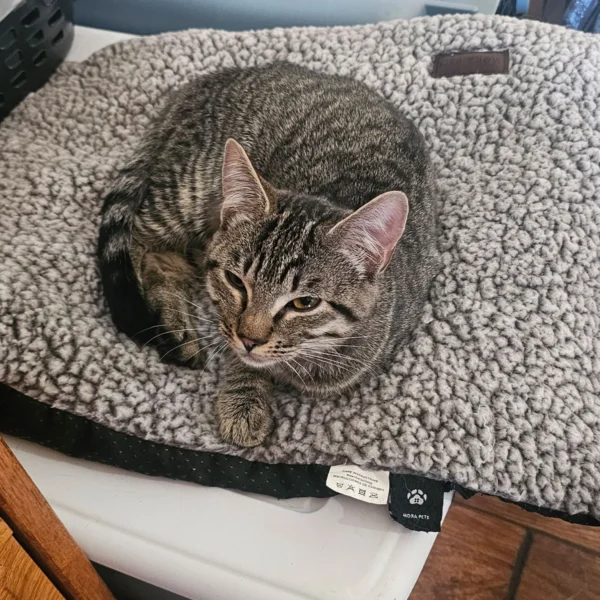 Whisker Foundation Gray Tabby Female Daisy 4